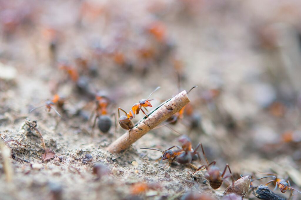 Ant Control Riverton Utah