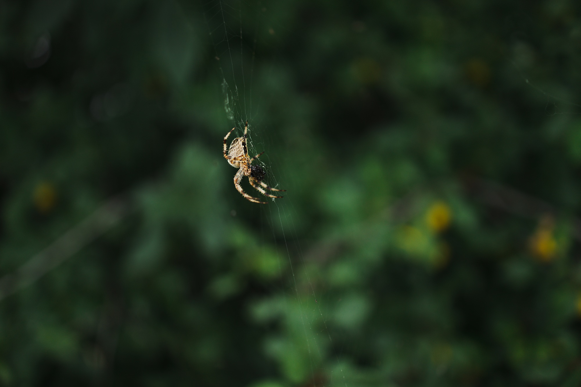 Organic pest control options in SLC