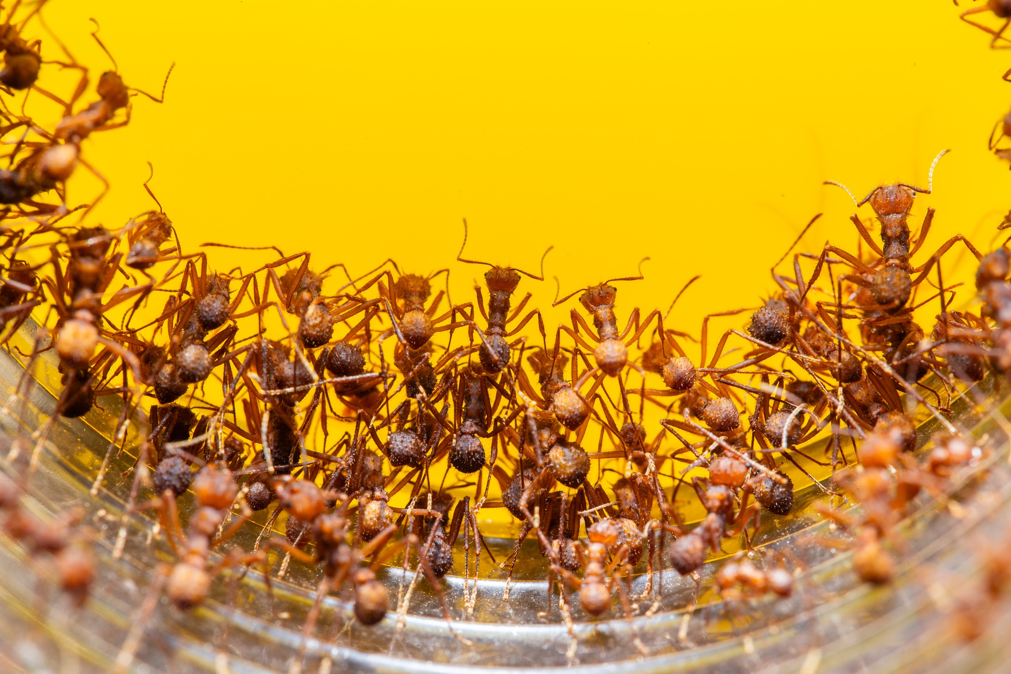 red ants trapping removal and extermination
