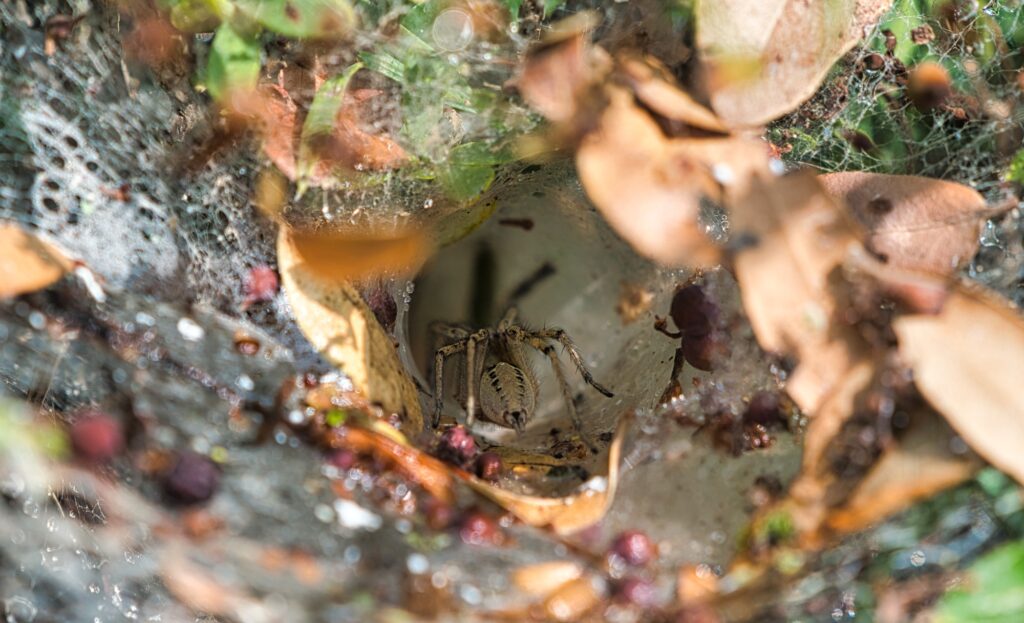 spider control utah