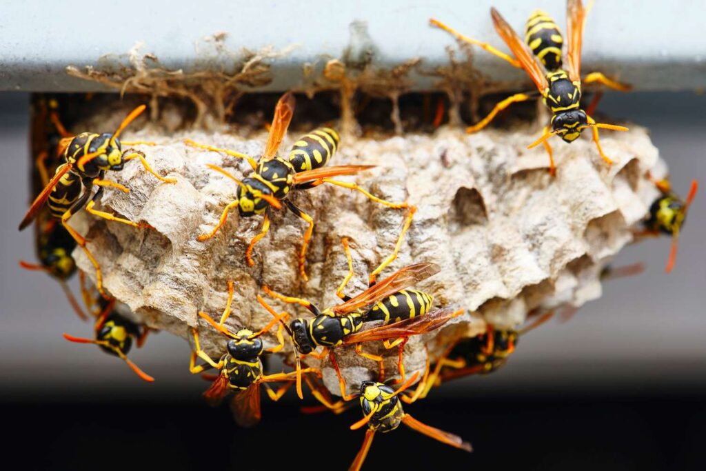 wasp control utah