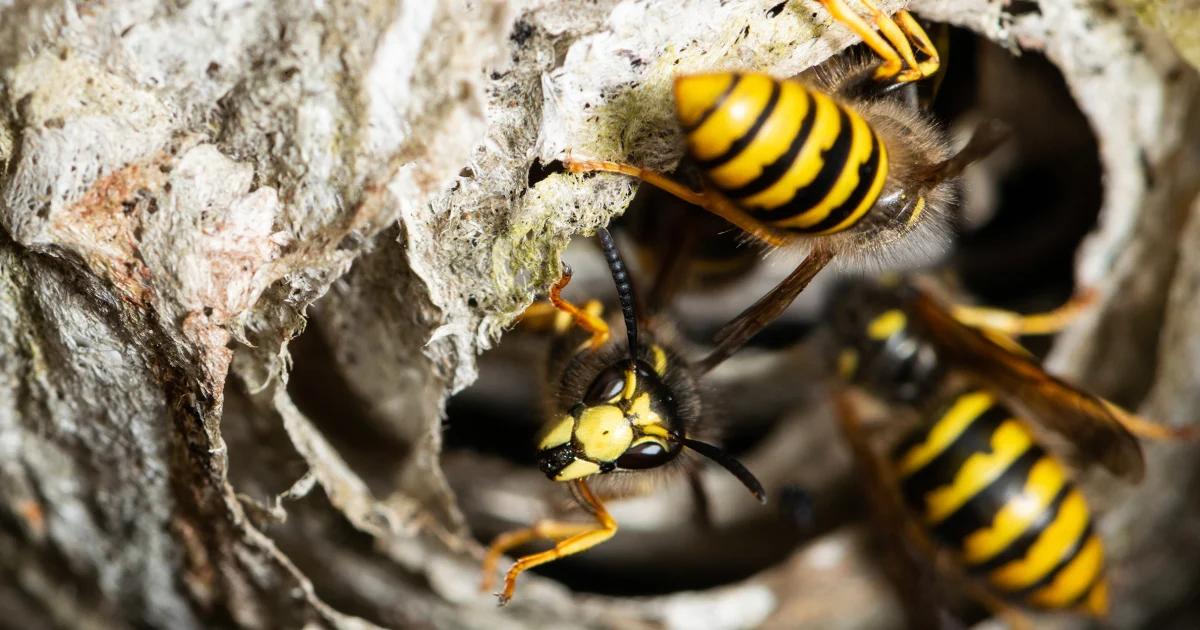yellow jacket nest removal from home