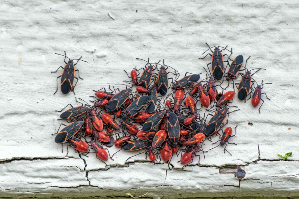 Boxelder Bug Control Utah