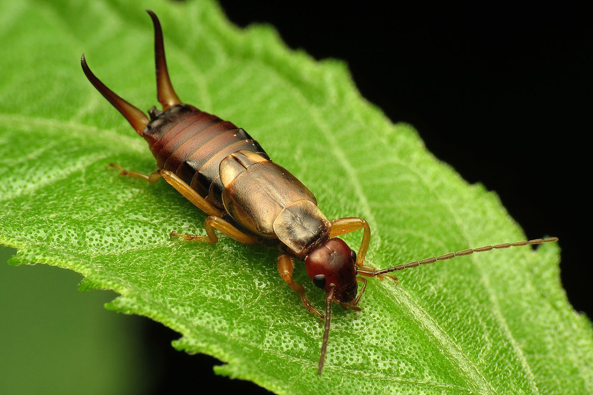 earwig removal plans safe for kids and dogs