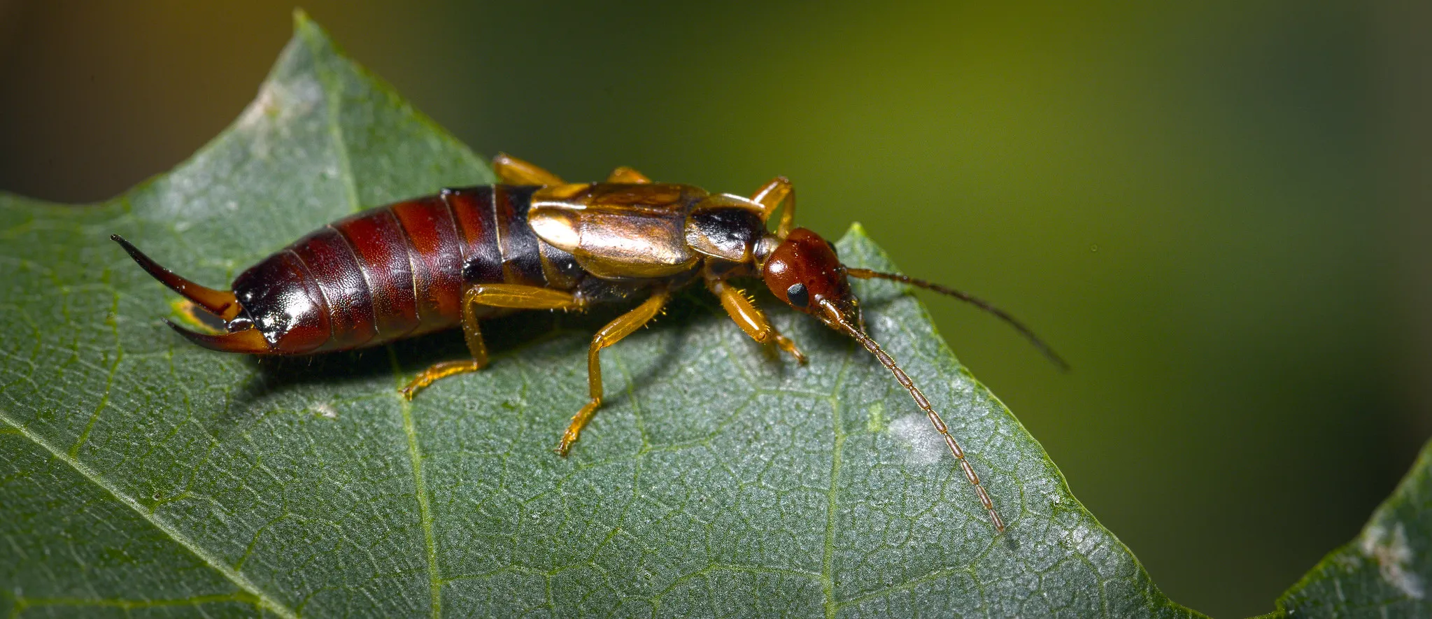 Earwig Control Utah
