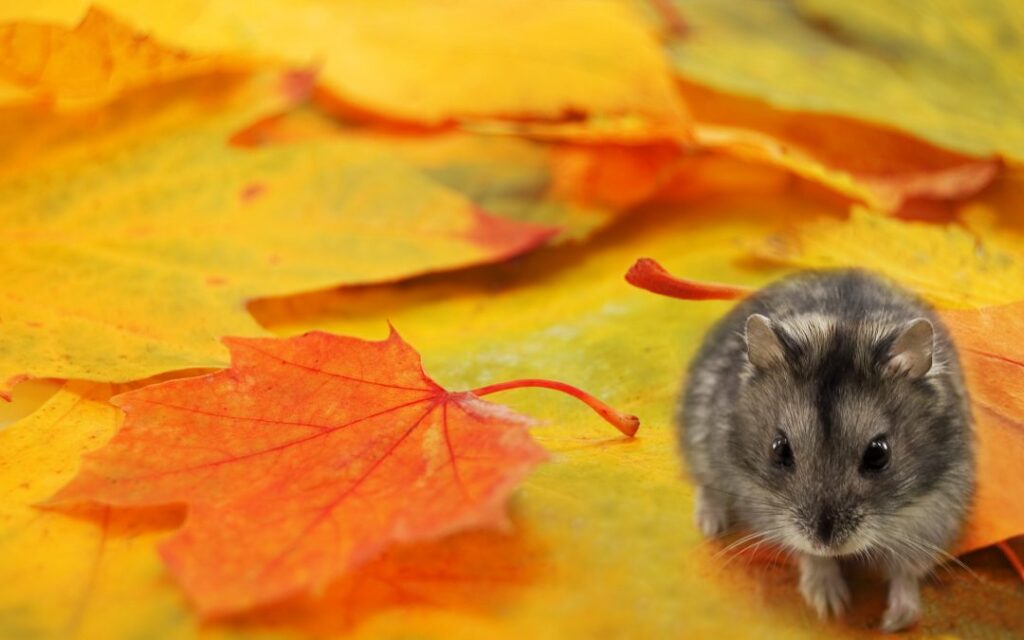 Fall Pest Control Utah