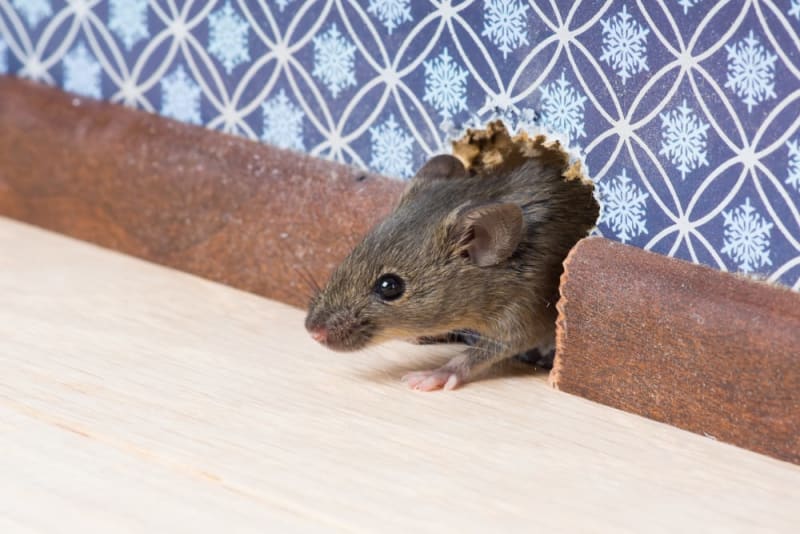 Norway rat signs in a Salt Lake City crawlspace