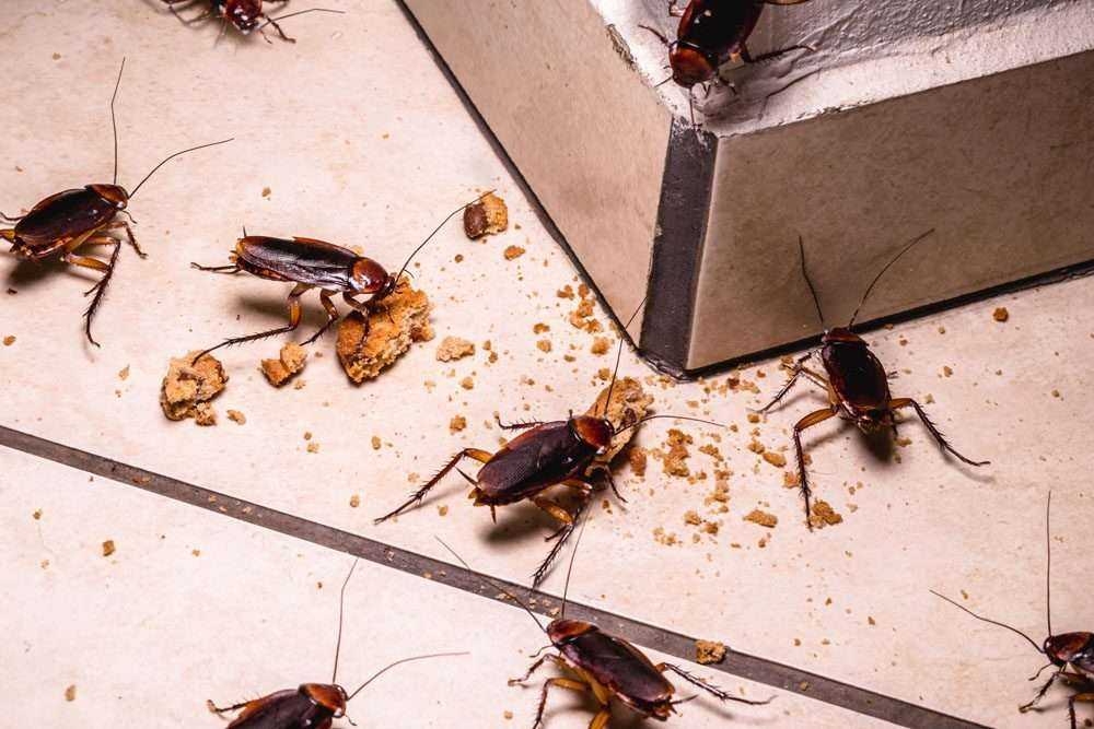 cockroach control utah