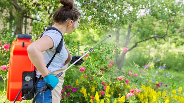 Spring Pest Control Salt Lake City