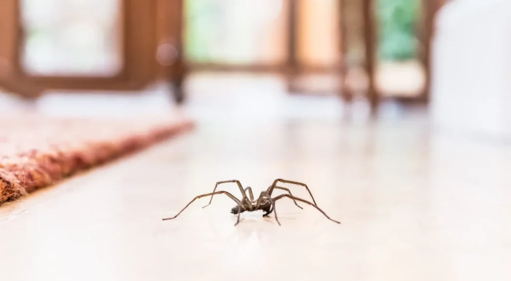 spider control Sandy Utah