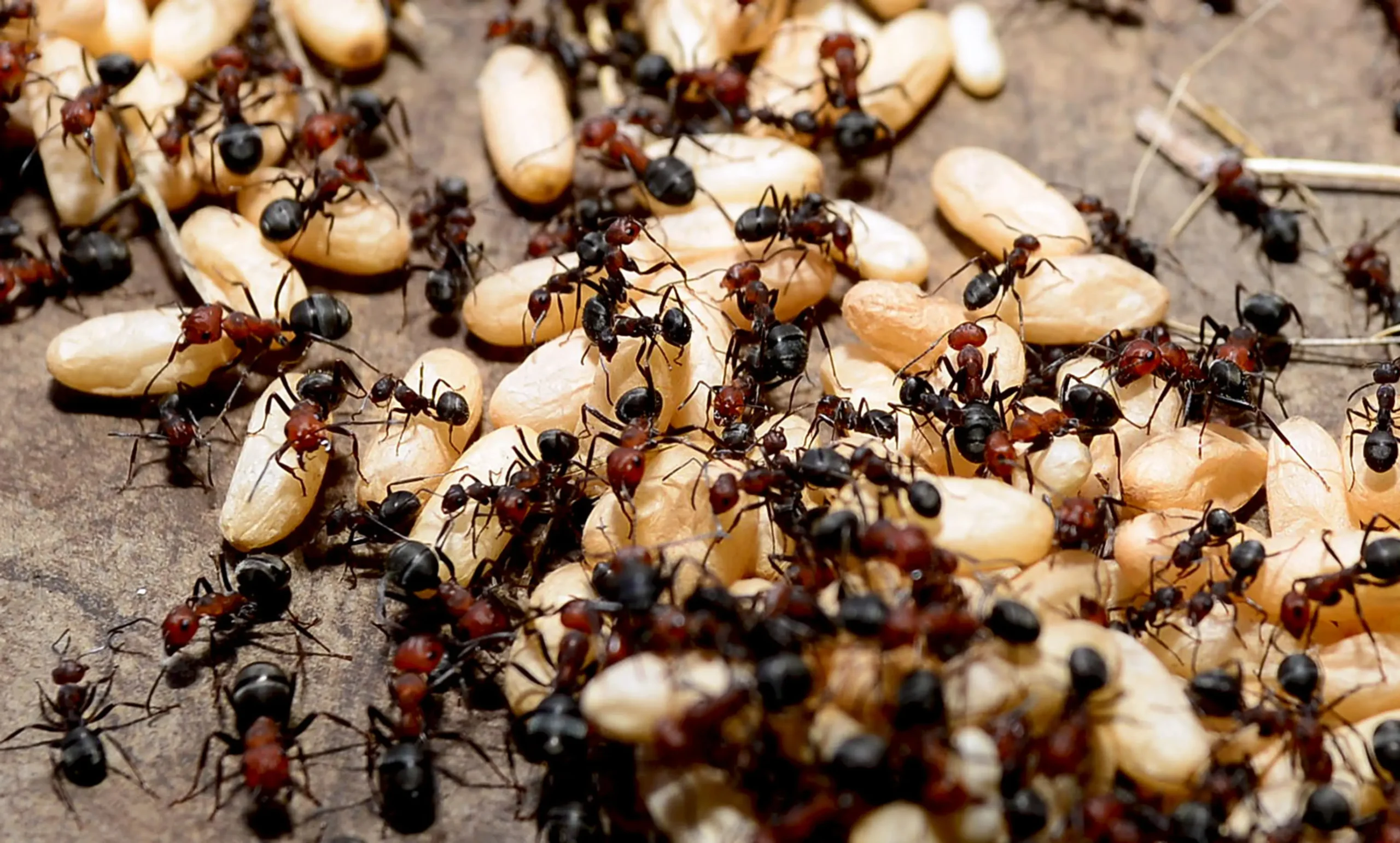 ant control services riverton utah
