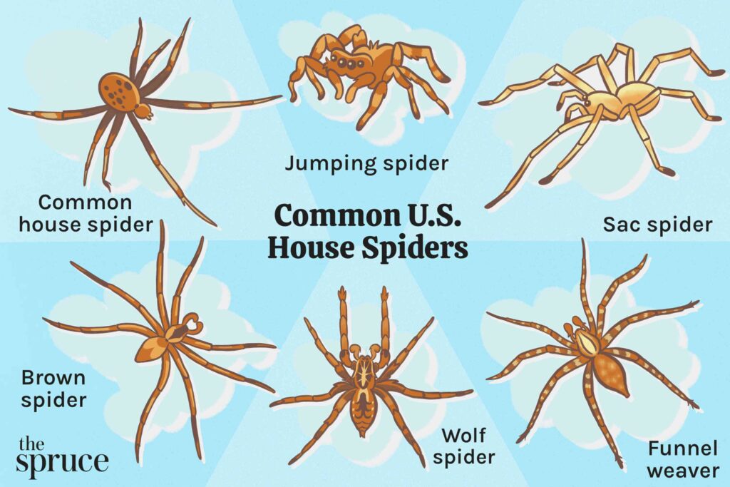 Spring Spider Season in Utah: Which Spiders Are in Your Home and Are They Dangerous?